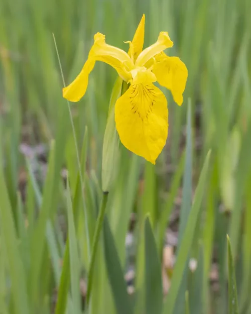 Iris pseudacorus, Sumpf-Schwertlilie