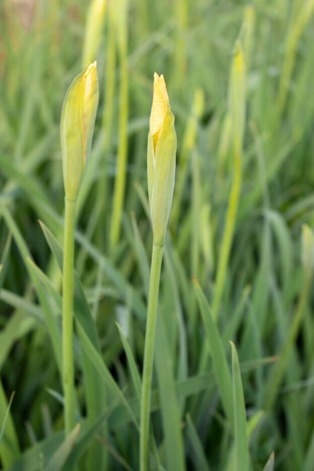 Iris pseudacorus, Sumpf-Schwertlilie