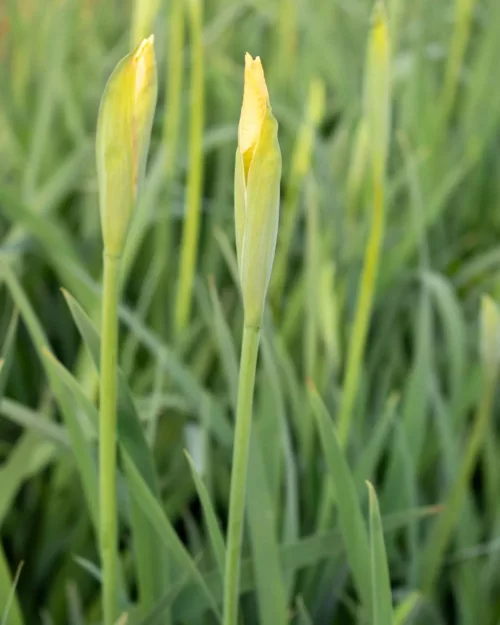 Iris pseudacorus, Sumpf-Schwertlilie