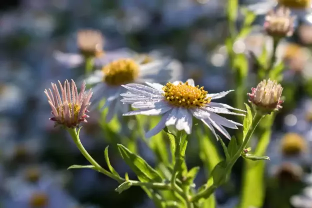 Kalimeris 'Blue Star', Schönaster