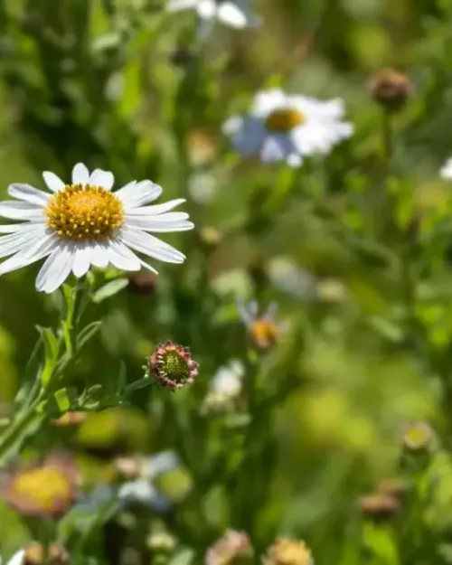 Kalimeris 'Madiva', Schönaster