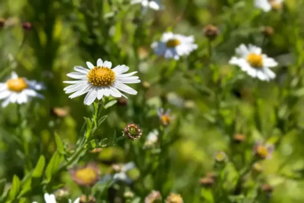 Kalimeris 'Madiva', Schönaster