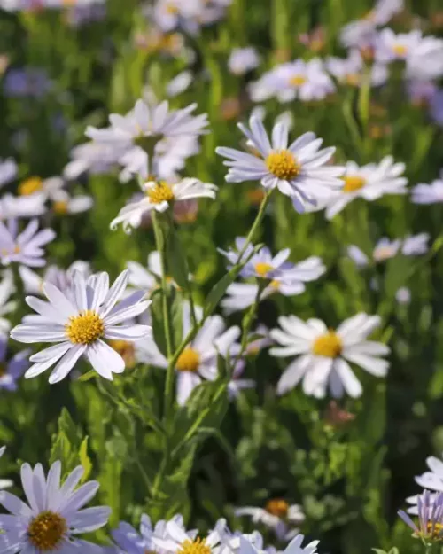 Kalimeris 'Blue Star', Schönaster