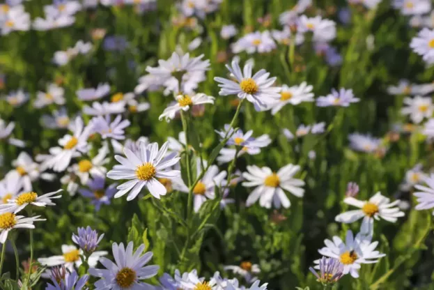 Kalimeris 'Blue Star', Schönaster