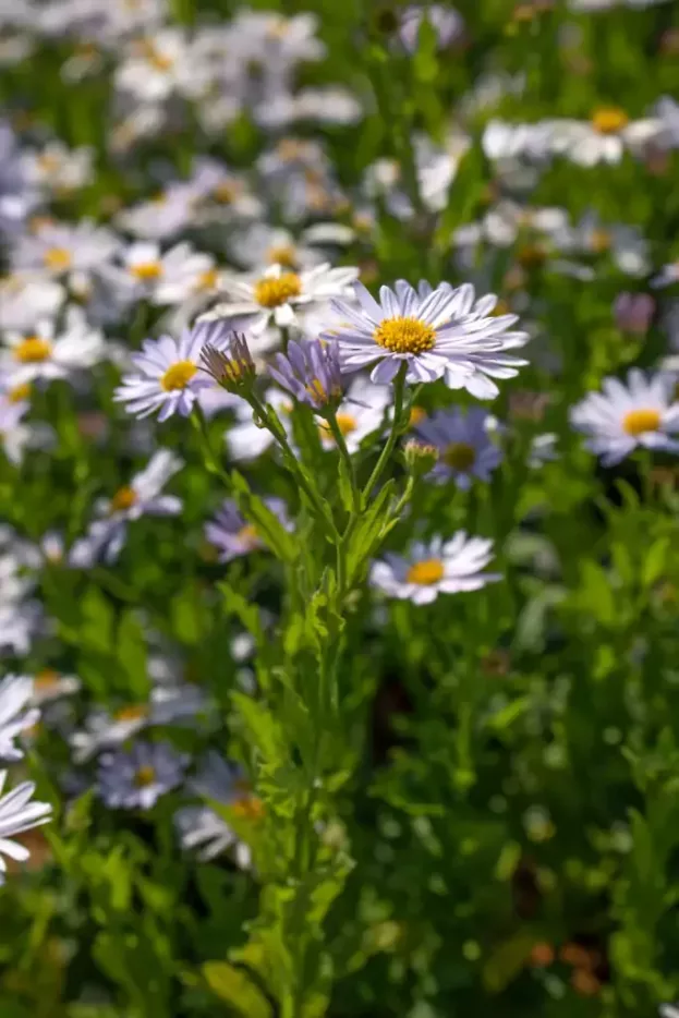 Kalimeris 'Blue Star', Schönaster