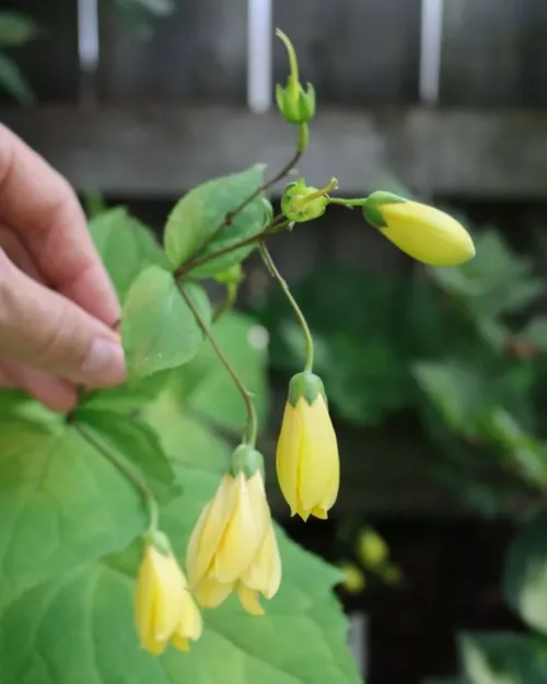 Kirengeshoma palmata, Wachsglocke