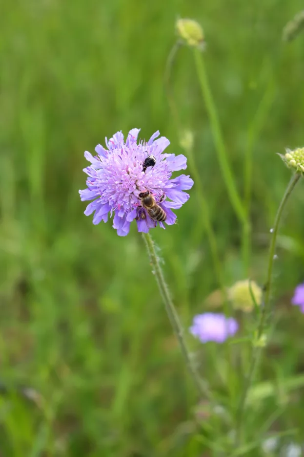 Acker-Witwenblume, Knautia arvensis