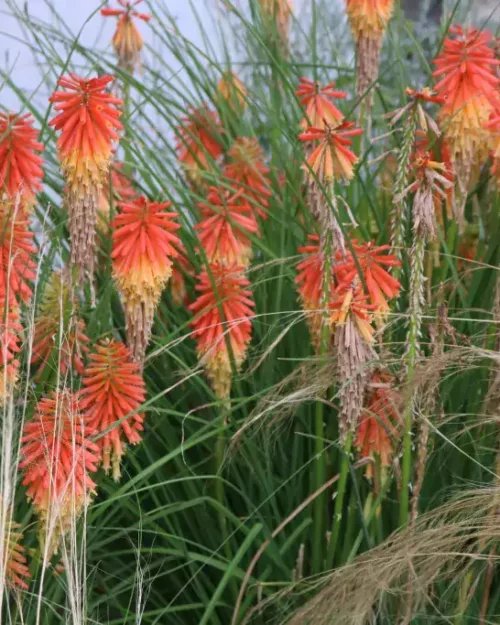 Kniphofia 'Papapa Popsicle', Fackellilie