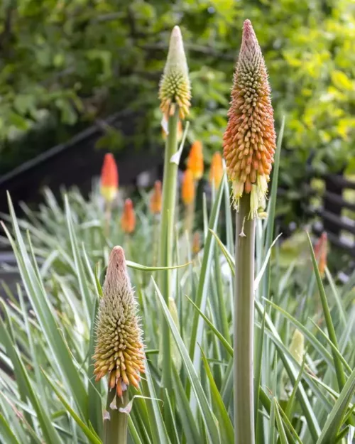 Kniphofia caulescens, Lesotho-Fackellilie