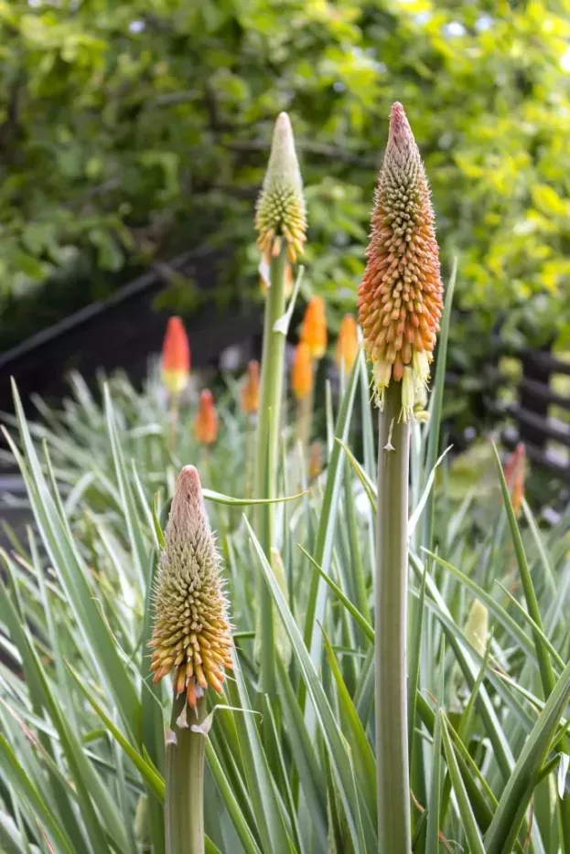 Kniphofia caulescens, Lesotho-Fackellilie