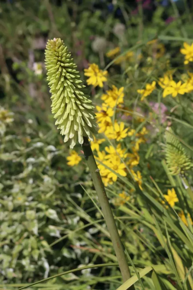 Kniphofia uvaria 'Ice Queen', Fackellilie