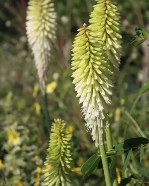 Kniphofia uvaria 'Ice Queen', Fackellilie