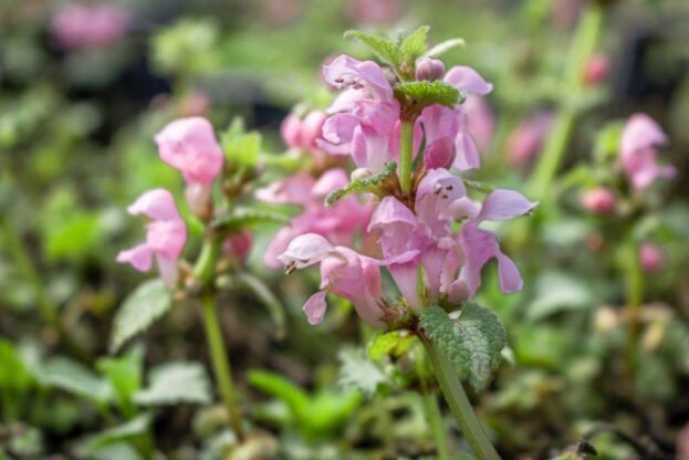 Lamium maculatum 'Pink Pewter', Taubnessel