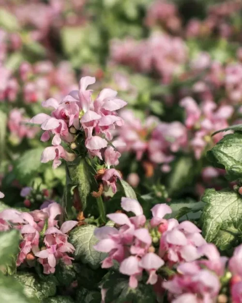 Lamium maculatum 'Pink Pewter', Taubnessel