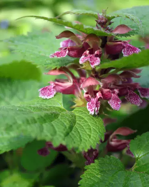Lamium orvala, Nesselkönig