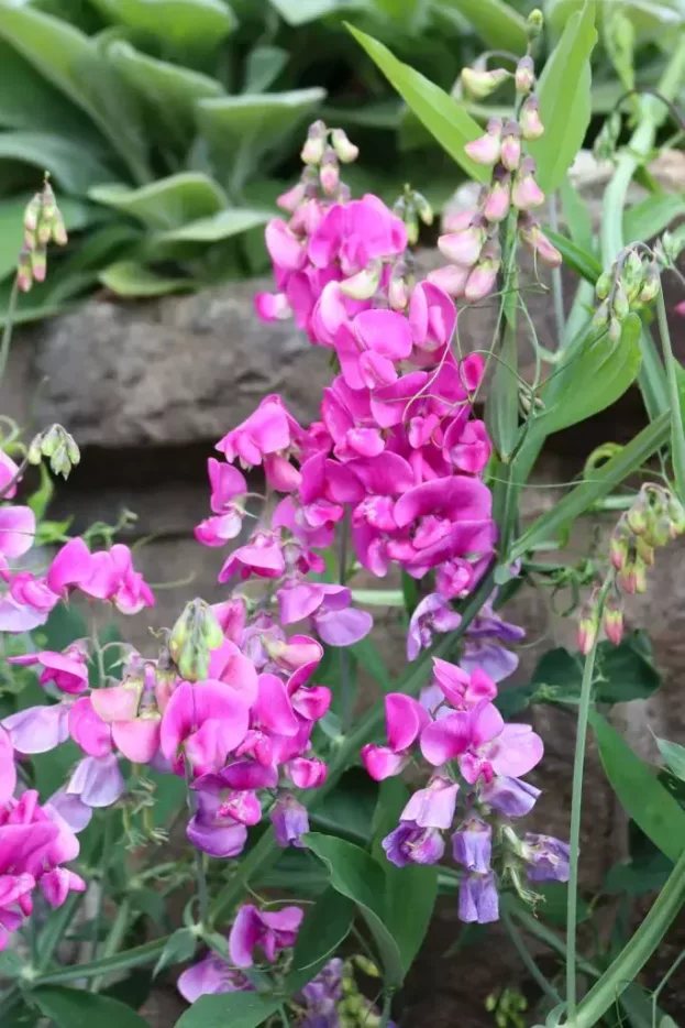 Lathyrus latifolius 'Rote Perle', Stauden-Wicke, Platterbse