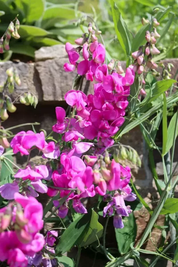 Lathyrus latifolius 'Rote Perle', Stauden-Wicke, Platterbse