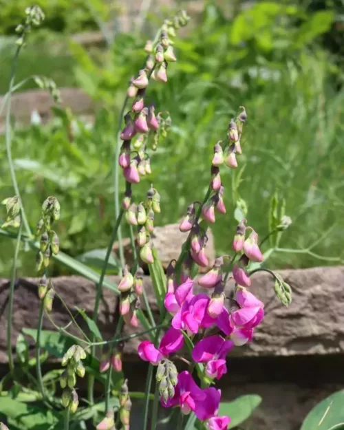 Lathyrus latifolius 'Rote Perle', Stauden-Wicke, Platterbse