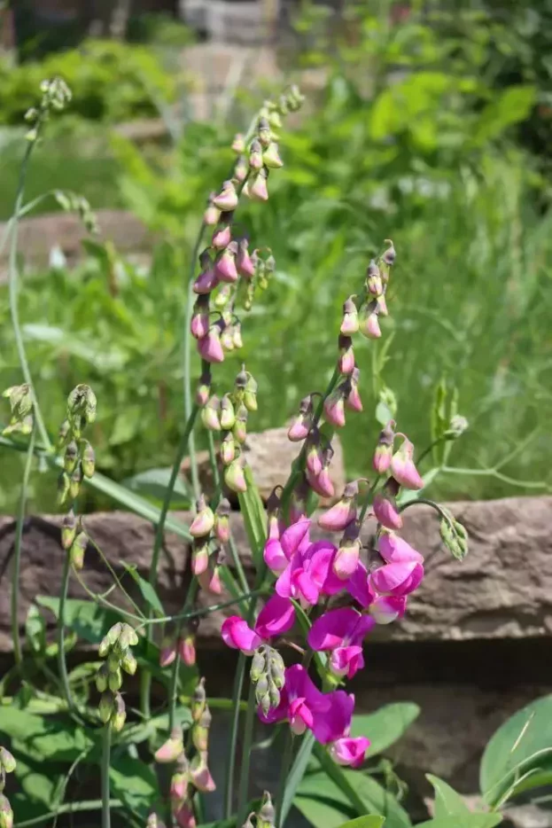 Lathyrus latifolius 'Rote Perle', Stauden-Wicke, Platterbse