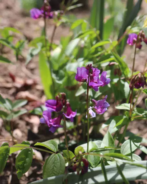 Lathyrus vernus, Frühlingsplatterbse