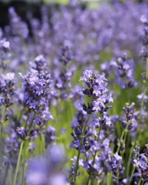 Lavandula 'Dwarf Blue', Zwerg-Lavendel