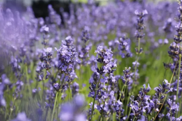 Lavandula 'Dwarf Blue', Zwerg-Lavendel