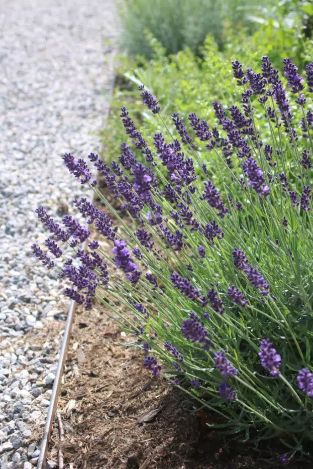 Lavandula 'Hidcote', Lavendel