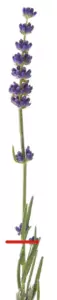 Lavendel Zweig Lavendel Zweig