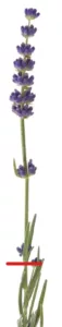 Lavendel Zweig jpg