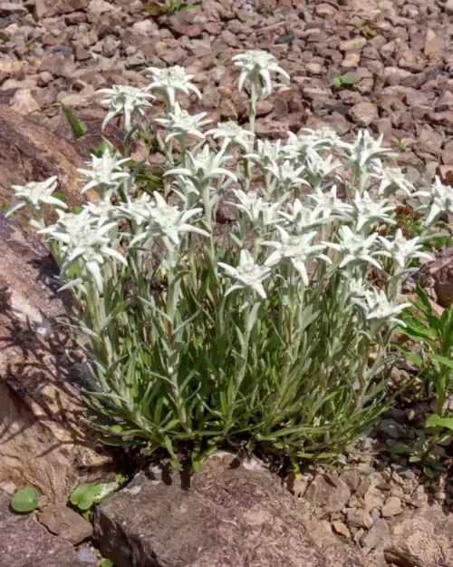 Leontopodium alpinum, Edelweiß