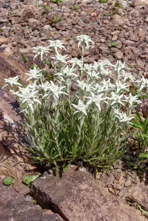 Leontopodium alpinum, Edelweiß