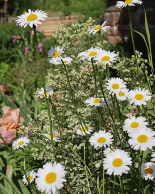 Leucanthemum 'Maikönigin', Wiesen-Margerite