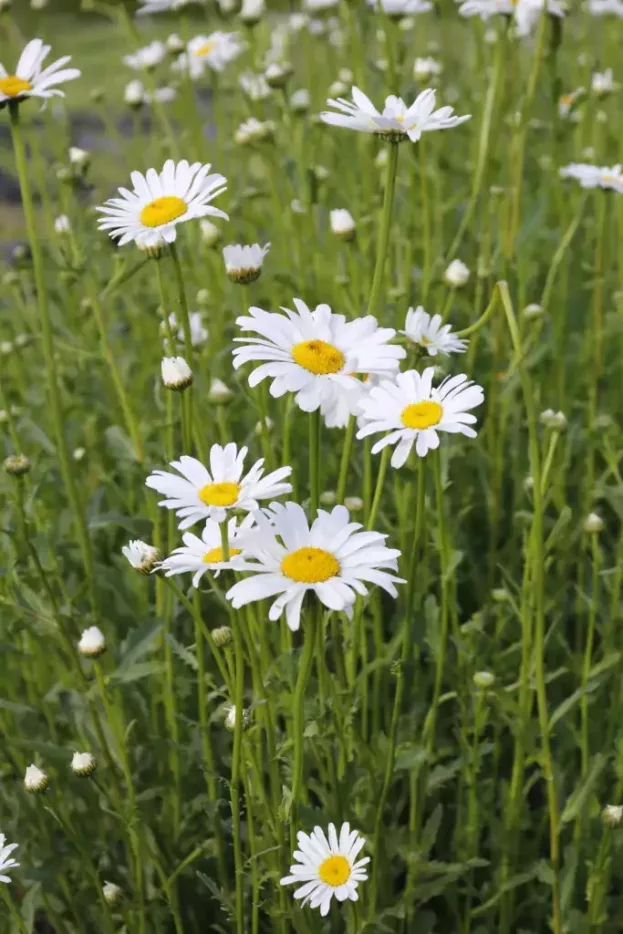 Leucanthemum vulgare 'Maikönigin', Wiesen-Margerite