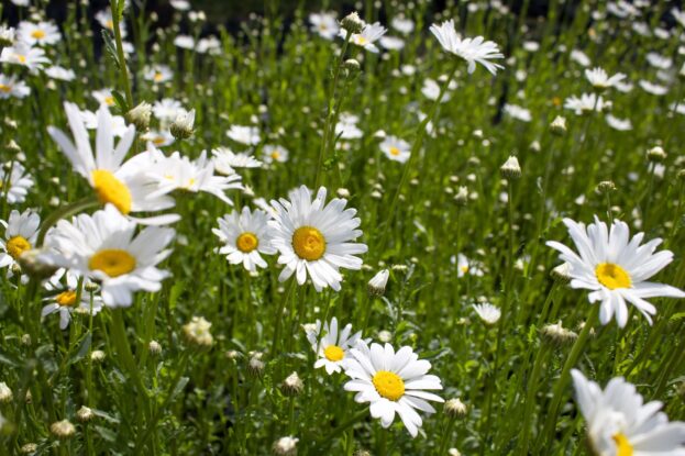 Leucanthemum 'Maikönigin', Wiesen-Margerite