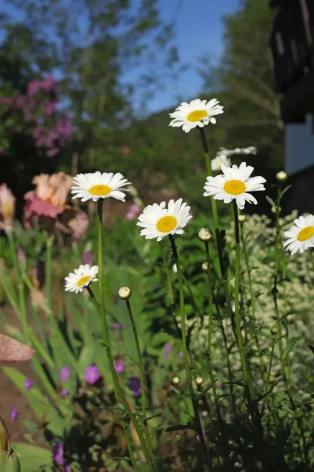 Leucanthemum 'Maikönigin', Wiesen-Margerite