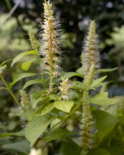 Leucosceptrum 'Golden Angel' - Japanische Strauchminze