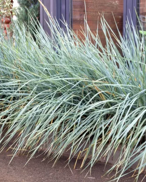 Elymus arenarius (Leymus), Strandhafer