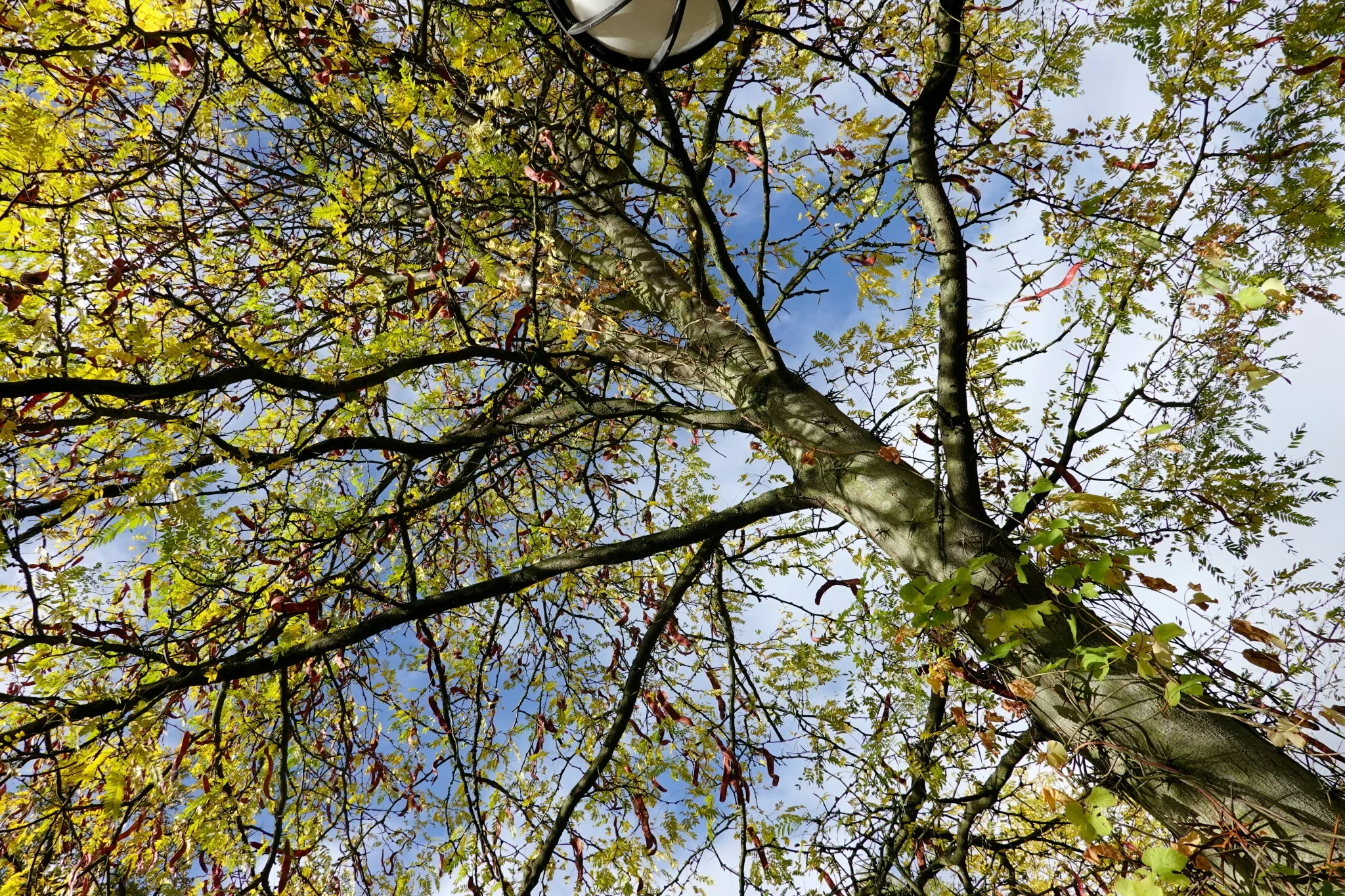 Lichtkronige Baeume jpg Lichtkronige Baeume jpg