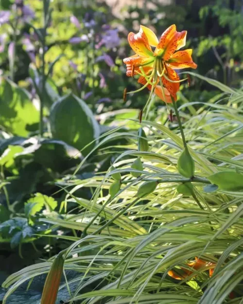 Lilium henryi, Riesen-Türkenbund, Mandarin-Lilie