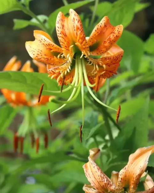 Lilium henryi, Riesen-Türkenbund, Mandarin-Lilie