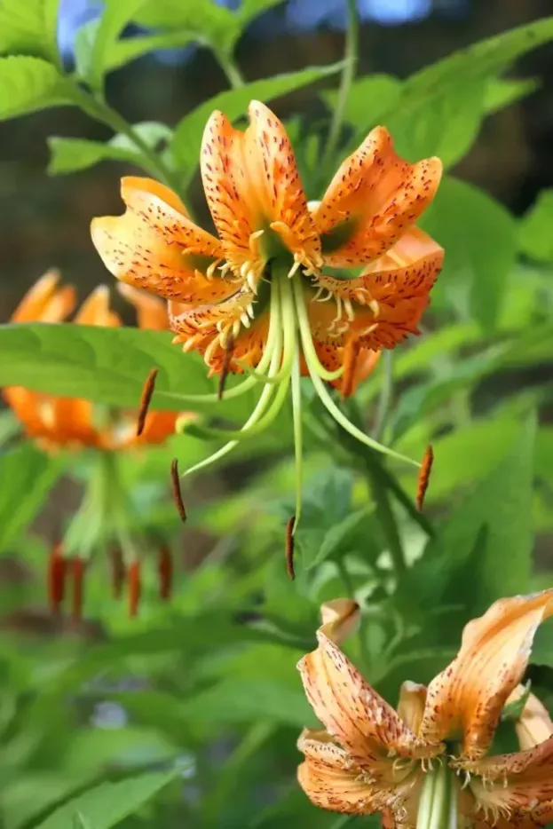 Lilium henryi, Riesen-Türkenbund, Mandarin-Lilie