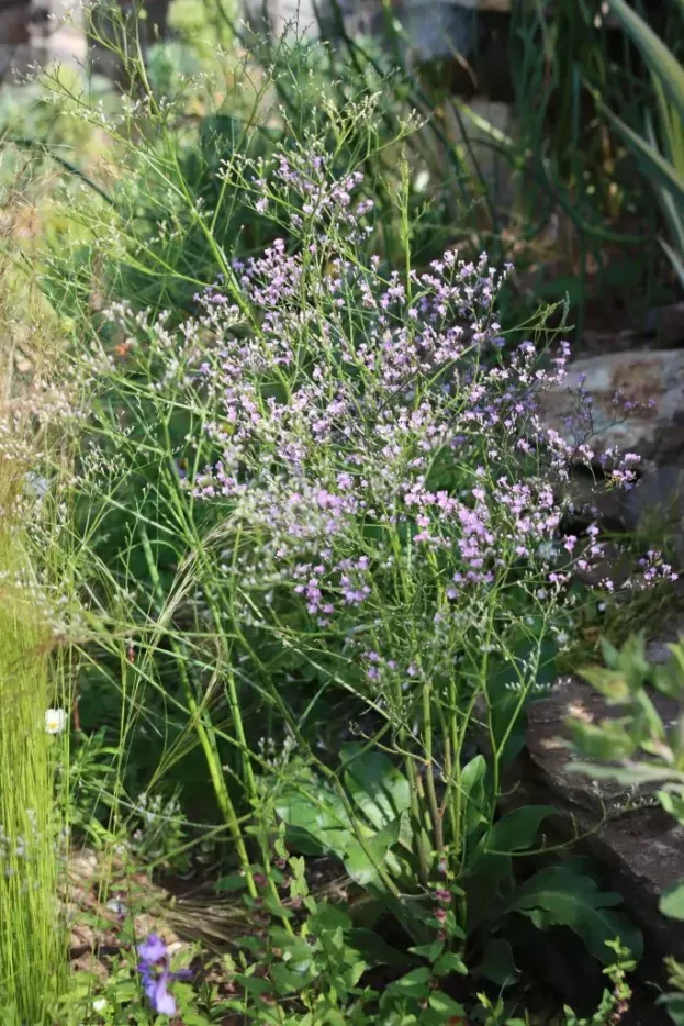 Limonium latifolium, Breitblättriger Strandflieder