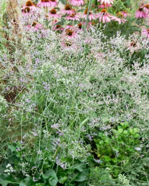 Limonium latifolium, Breitblättriger Strandflieder