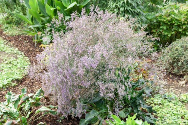 Limonium latifolium, Breitblättriger Strandflieder