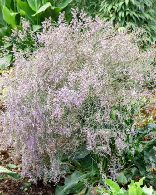 Limonium latifolium, Breitblättriger Strandflieder