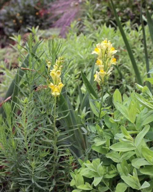 Linaria vulgaris, Leinkraut, Kleines Löwenmaul