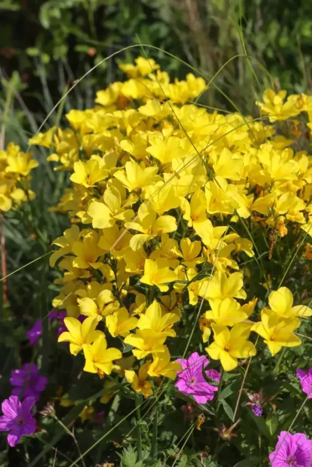 Linum flavum, Goldlauch