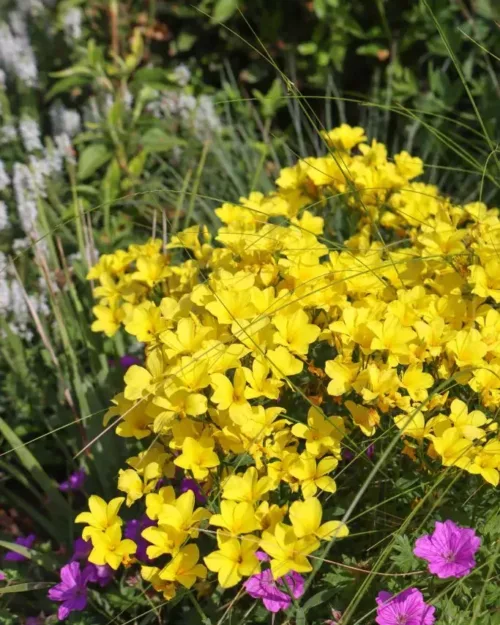 Linum flavum, Goldlauch