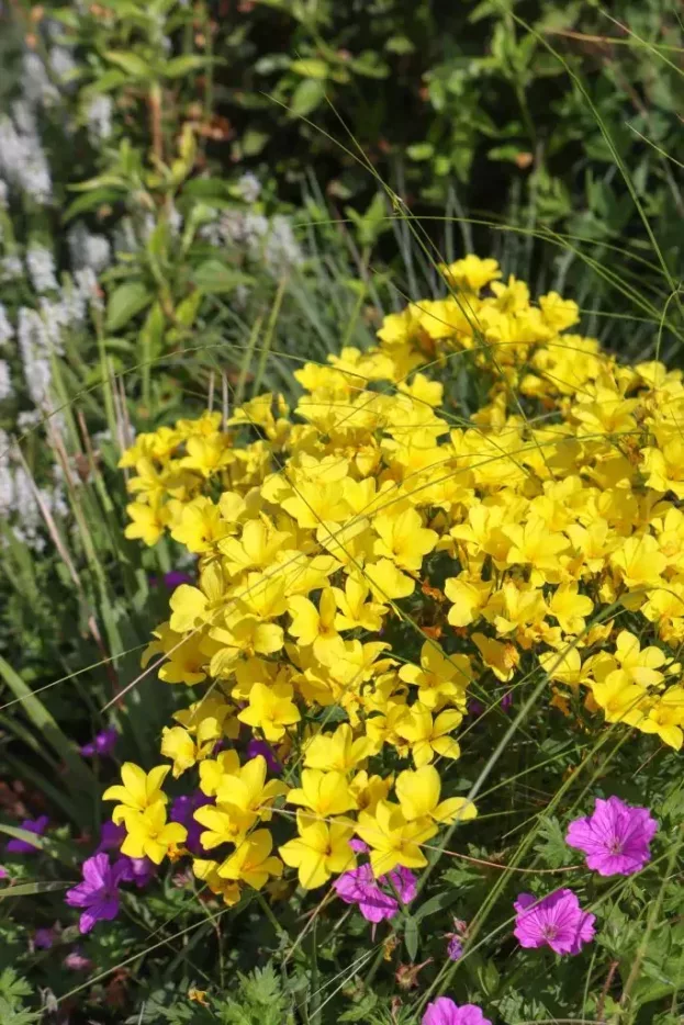 Linum flavum, Goldlauch