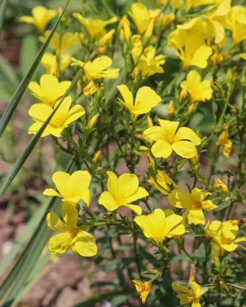 Linum flavum, Goldlauch